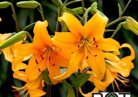  Pearl Justien (Āzijas lilijas hibrīds)